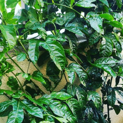 39976845_1193755017430924_5688741190652919808_n.jp