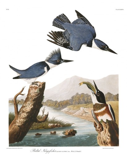 jean-jacques-audubon.jpg