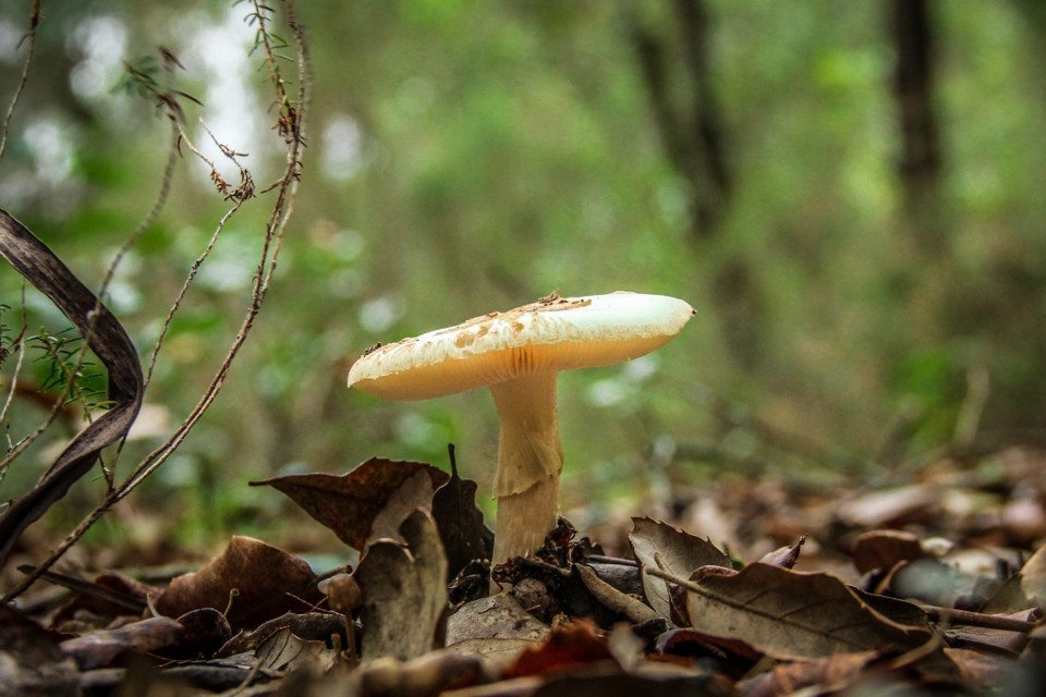 amanita citrina 10.jpg