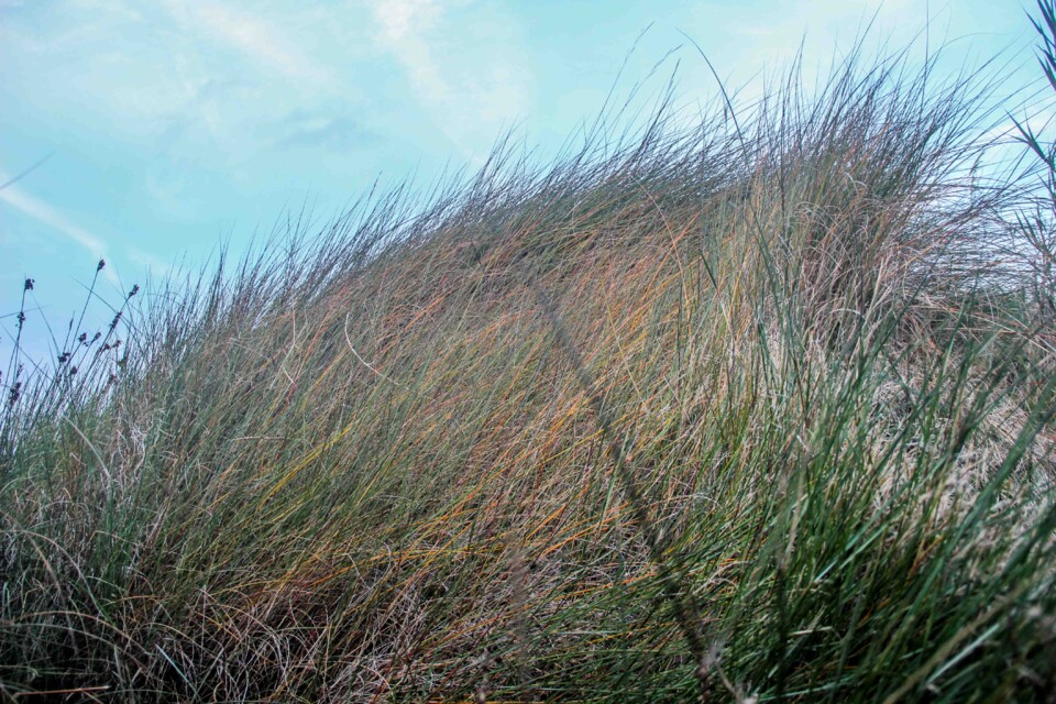 lagoa_de_obidos 1.jpg