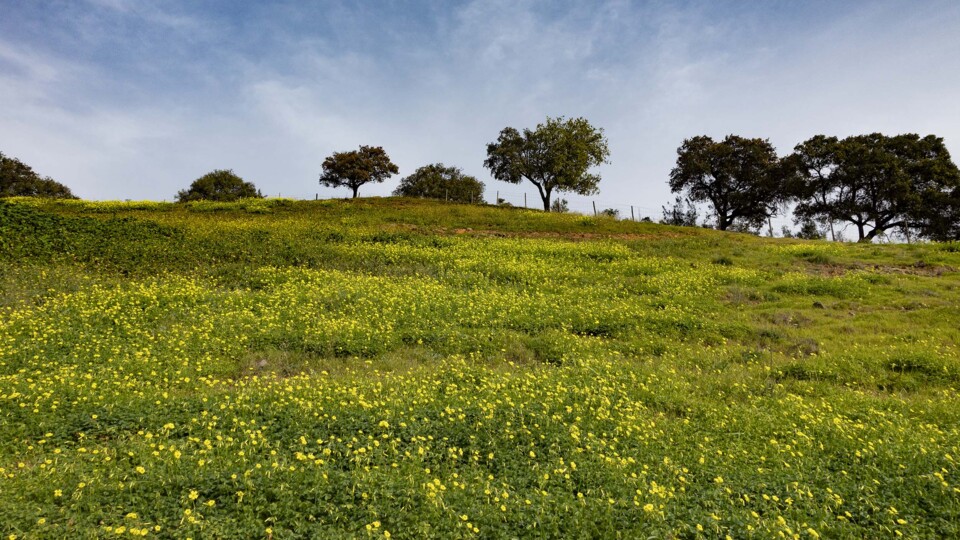 paisagem algarviajpg.jpg