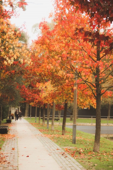 outono quinta das conchas 4.jpg