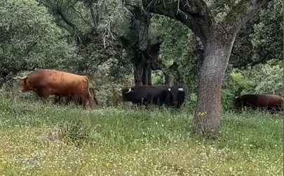 Toiros apartados.png