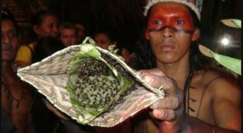 Formiga-Cabo-Verde-e-Luvas-entre-as-mais-bizarras-