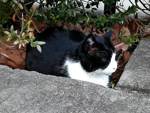 COPYRIGHT O RAPAZ DAS ILHAS COPYRIGHT O RAPAZ DAS ILHAS