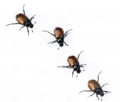 besouros.jpg