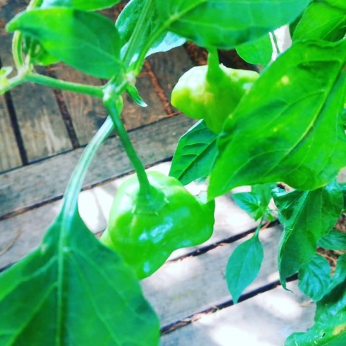 39947233_1193755080764251_3405400193707802624_n.jp