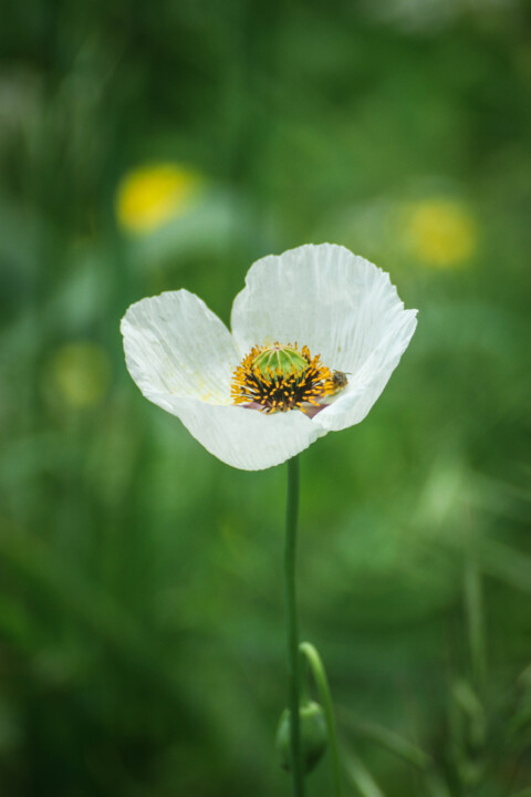 papaver somniferum 1.jpg