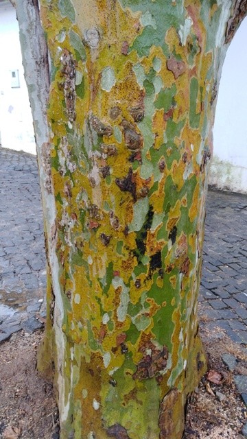 IMG_20210618_085653cópia2.jpg IMG_20210618_085653cópia2.jpg