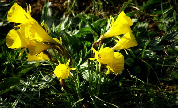 campainhas.jpeg campainhas.jpeg