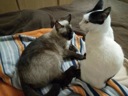 Miumiu, Yuki e Zed.jpg