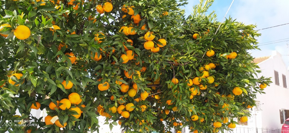 citrinos1.jpg citrinos1.jpg