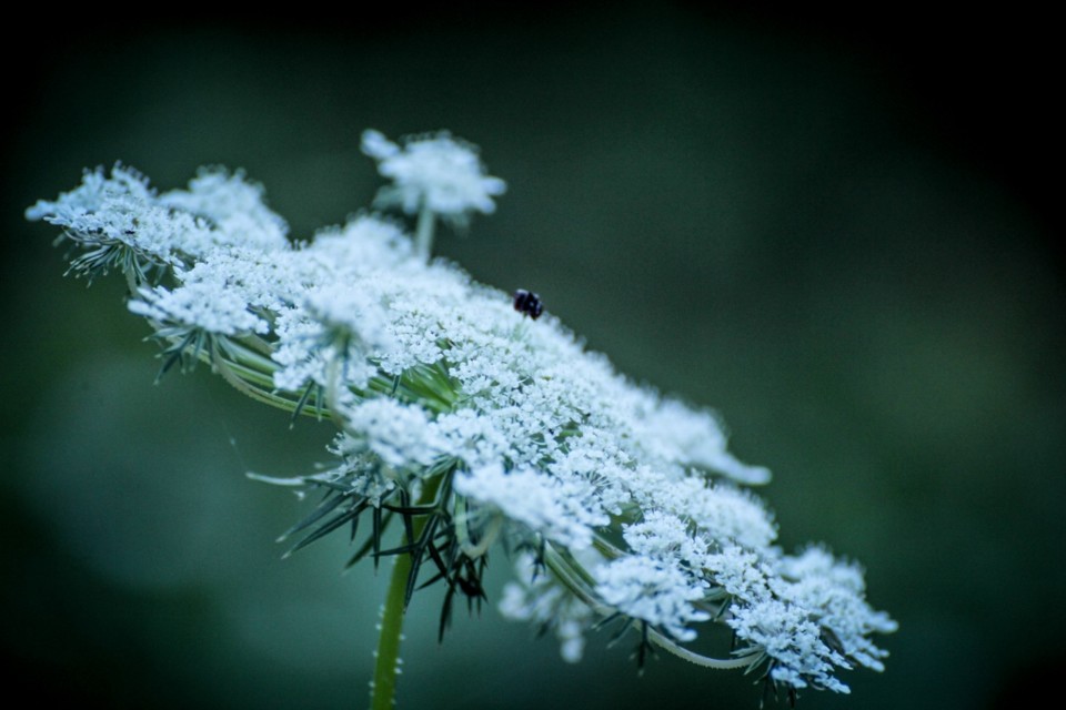 daucus carota a 13.jpg