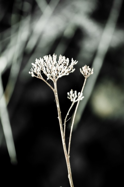 flor 3.jpg flor 3.jpg