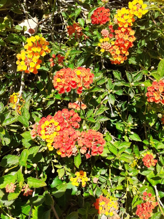 Lantana Gulbenkian. Foto Original. 2021.08.01.jpg