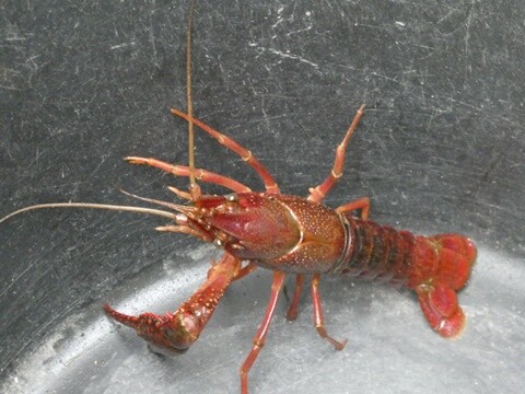 20a_Festival_dos_Rios_Lousada (124).JPG