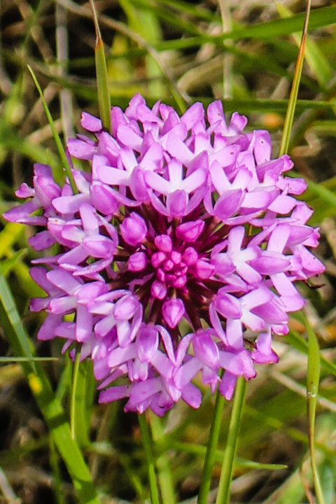 orquidea-piramidal 9.jpg