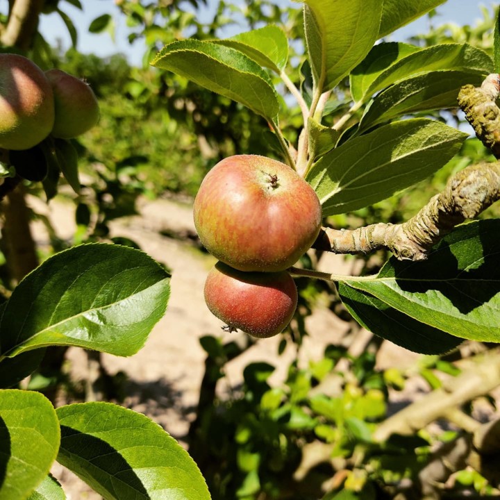 182489306_2014484362024648_1499341026372455893_n.j