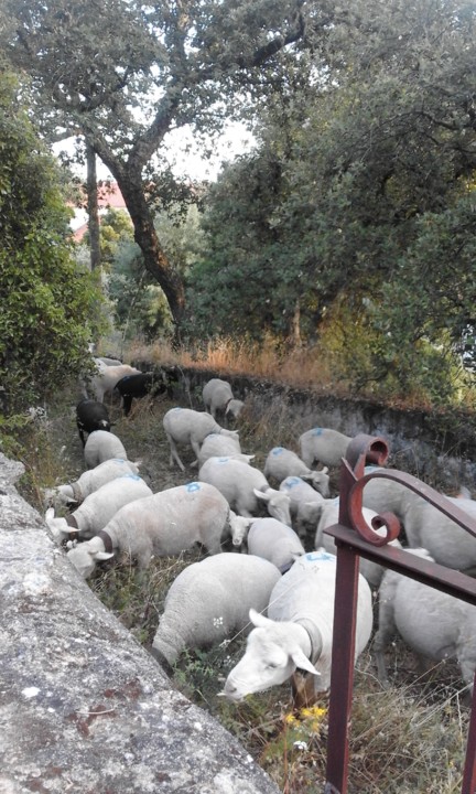 Foto original. 2020. 06. jpg