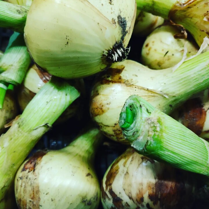 336178358_541644141286123_5954248099928346443_n.jp