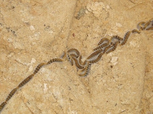 lagpin.jpg lagpin.jpg