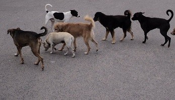 Cães Vadios.jpg Cães Vadios.jpg