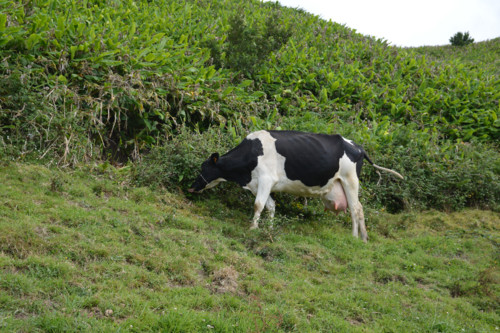 Açores_cam (44).jpg