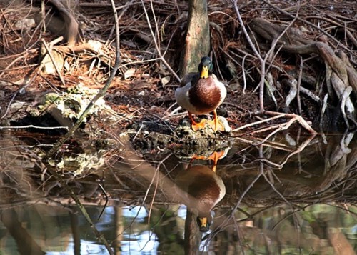 IMG_0395.JPG IMG_0395.JPG