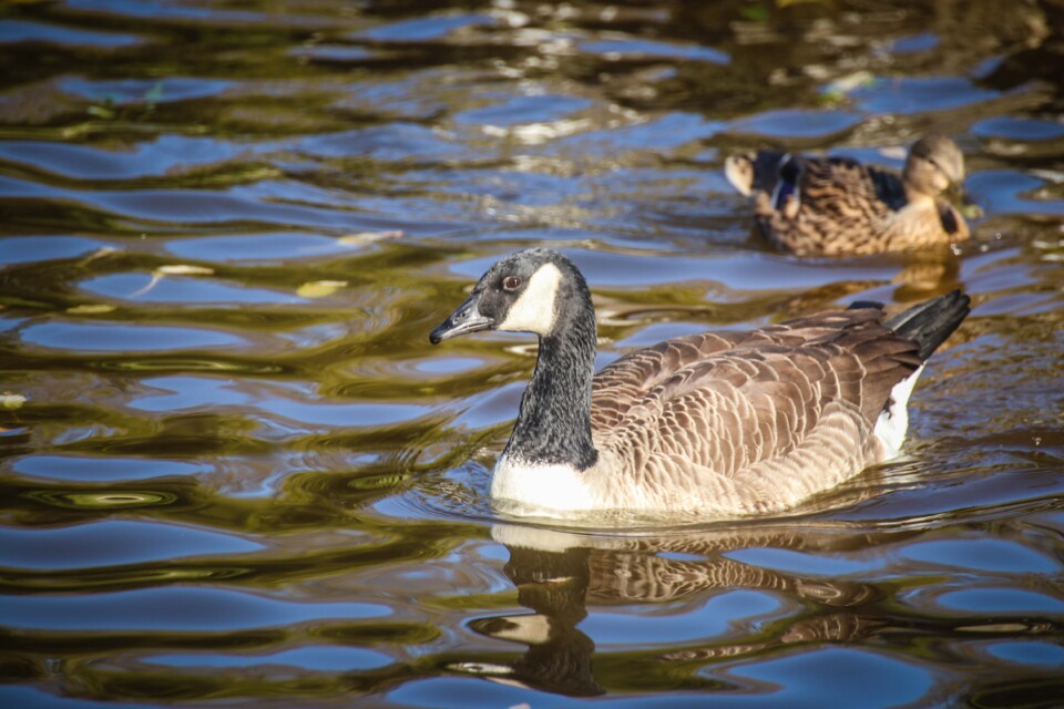 ganso-do-canada 1.jpg