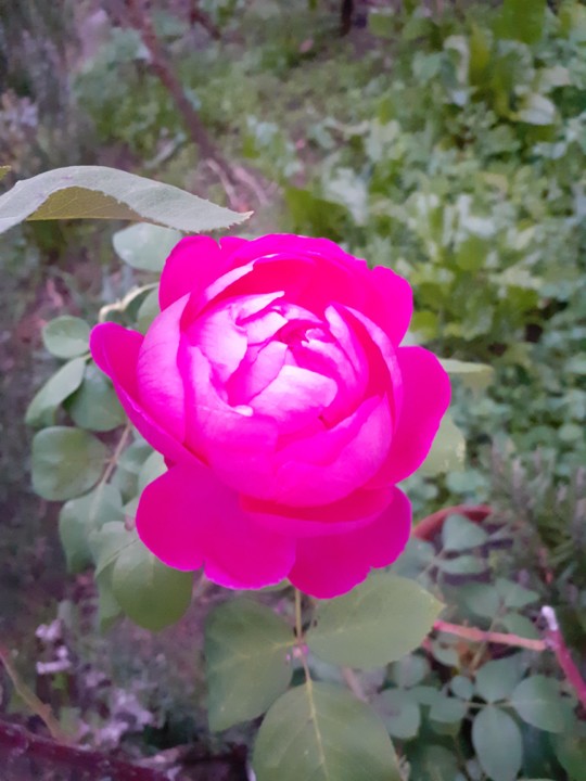 Rosa. foto original. 2021.1128_171227.jpg