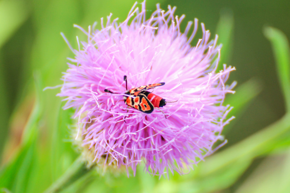 zygaena fausta-1.jpg