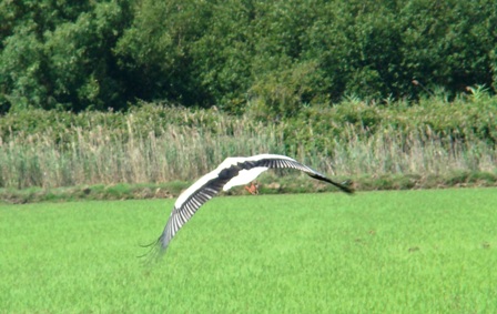 GAIVOTA NO ARROZAL GAIVOTA NO ARROZAL