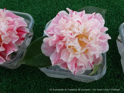 8 - IX Exposição Camélias - Lousada Fev 2018 - 