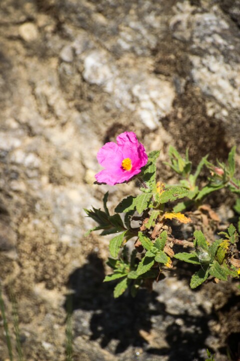 biodiversidade 10.jpg