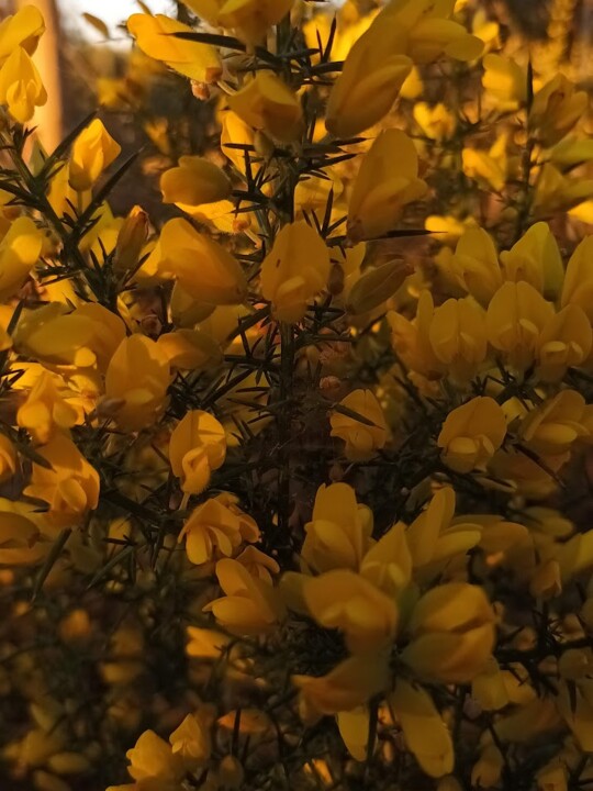 Não me canso disto.jpg