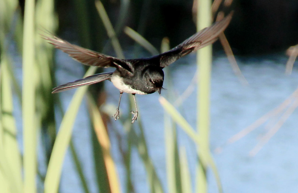 willie wagtail magpie-lark 3.jpg