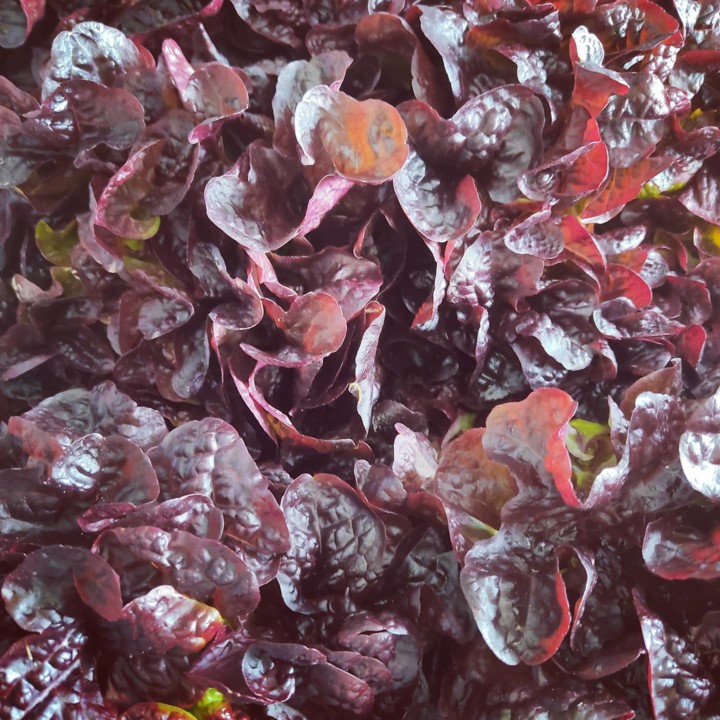 129775103_1890285077777911_9002672768012741654_o.j