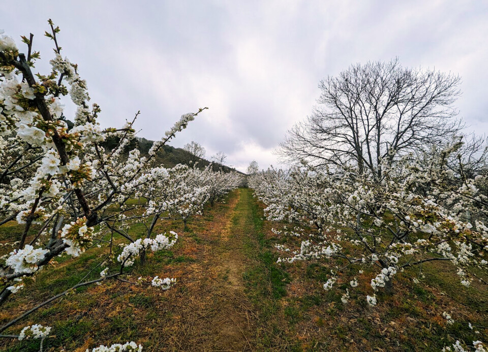 cerejeiras em Flor fundão 042023.jpg