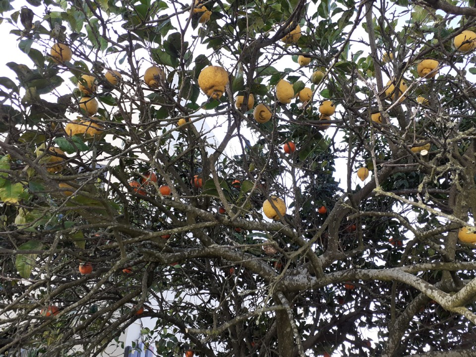 Laranjeira Limoeiro. Foto original. 2022.01.26.jpg