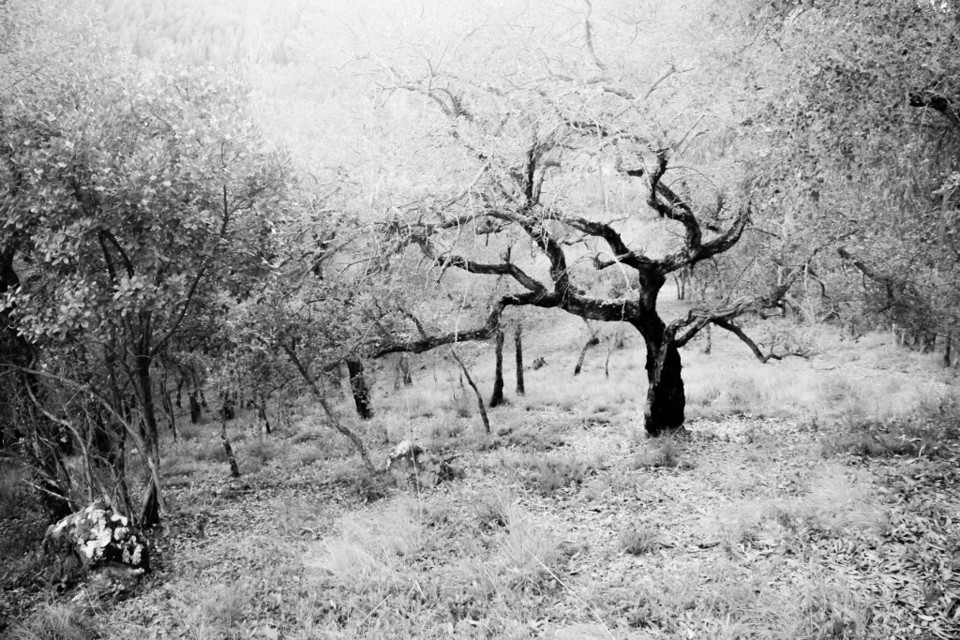 arvore 1.jpg arvore 1.jpg