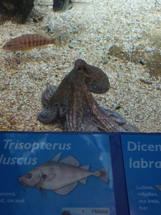 Não me canso disto Corunha 4.jpg