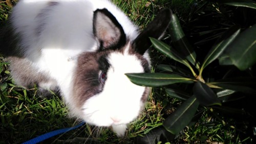 FLUFFY CADA MOMENTO.jpg