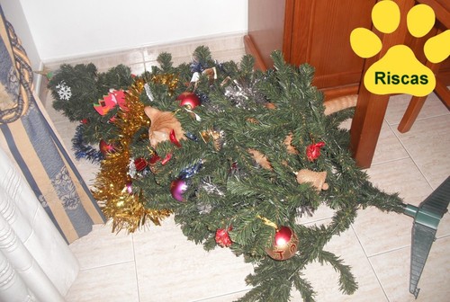 gato-ataca-árvoredenatal