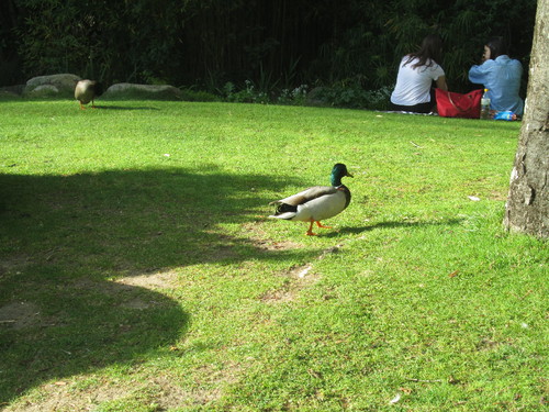 IMG_1772.JPG IMG_1772.JPG