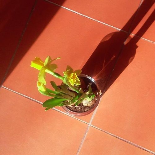 12728991_10201234161172409_998841183151561511_n.jp