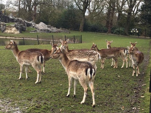 Julianapark Julianapark