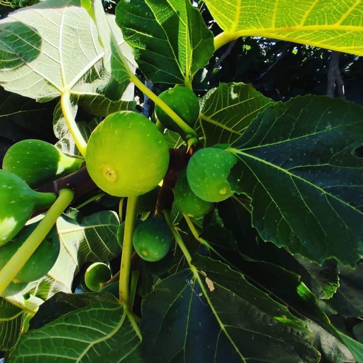 115695945_1765243793615374_7406027572910631782_o.j