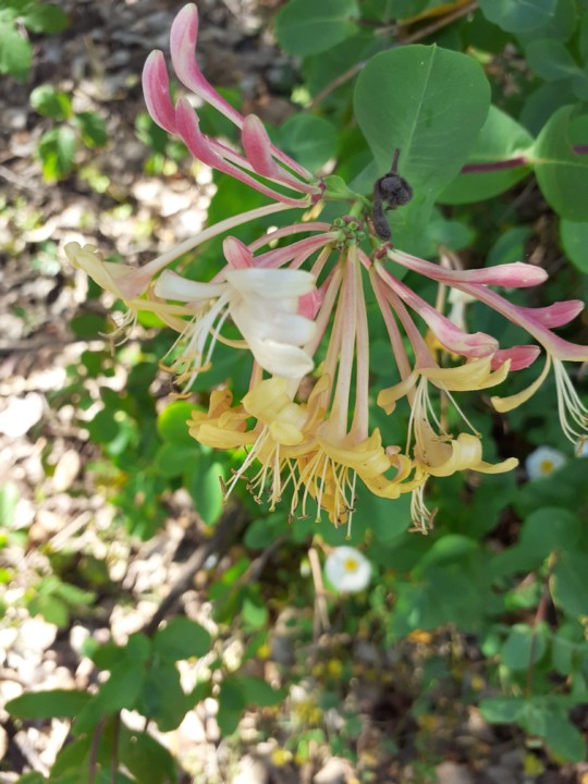 Madressilva. Foto original. 2021. 04. jpg