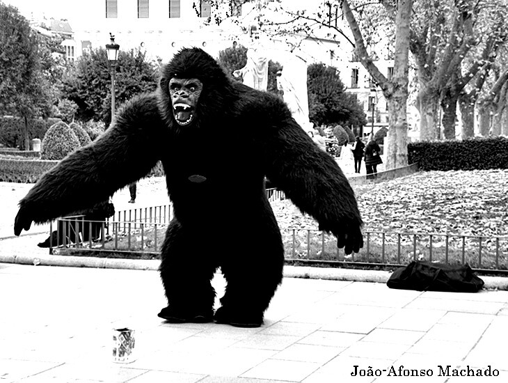 GORILA (preto e branco).JPG