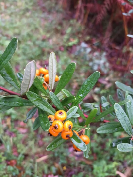 Não me canso disto flores.jpg